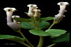 Ceropegia lawii